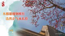 木棉